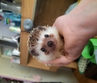George the Hedgehog