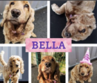 Bella the Dog